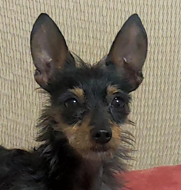 Pepa